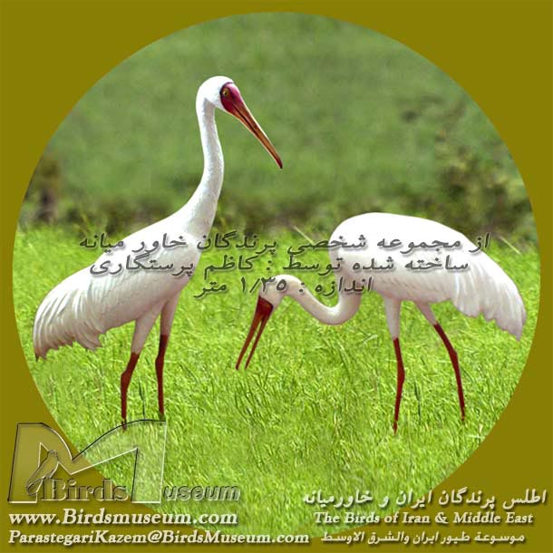 درنای سفید سیبری درنای سفید سیبری